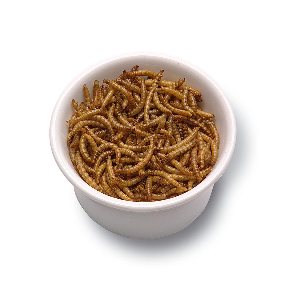 Why Dried Mealworms 5 Lbs Are Ideal for Chickens