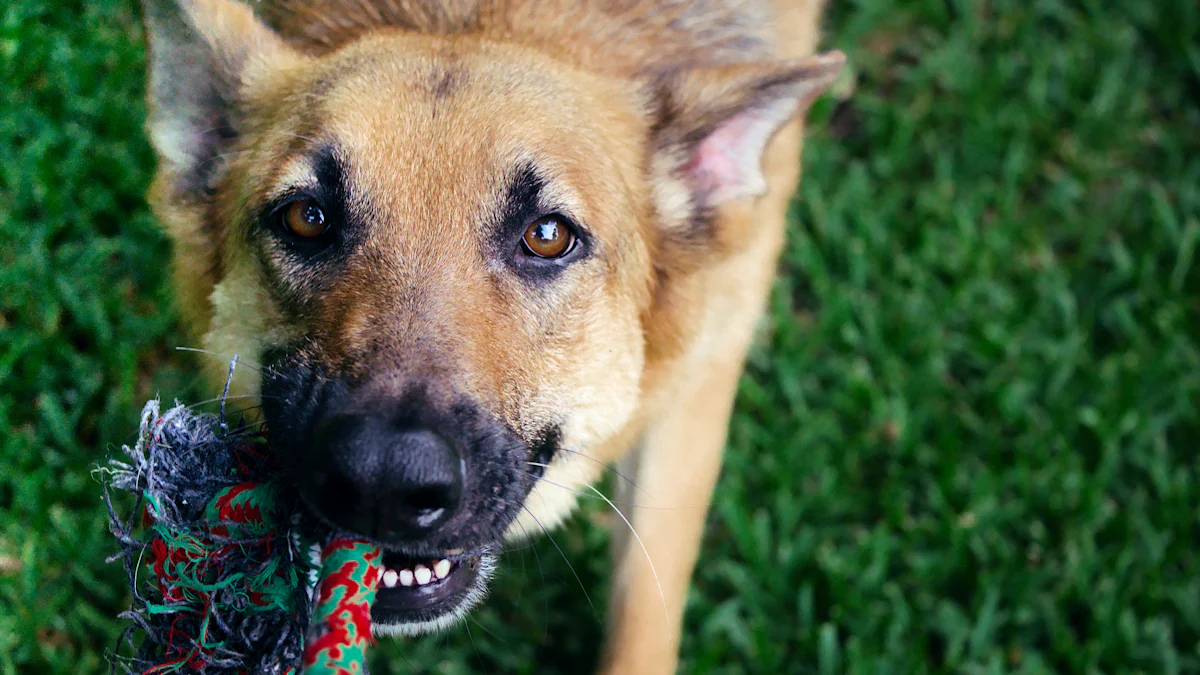 Puncak 5 Segel Anjing Toys Unggal Pamilik piaraan perlu