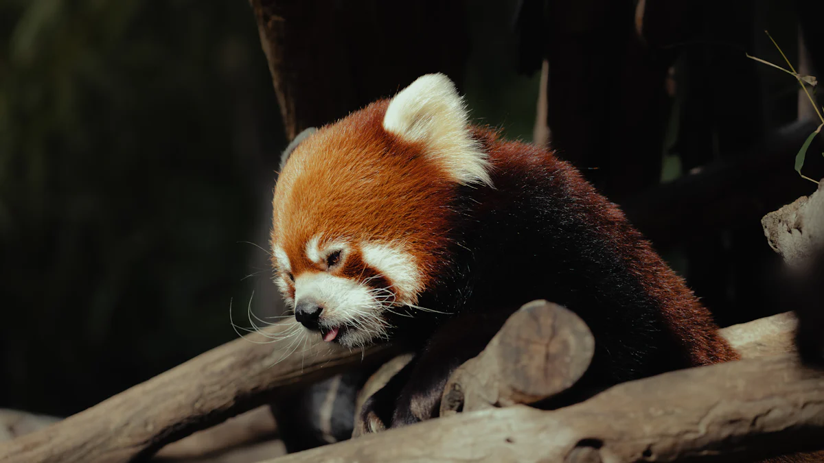 What Do Red Pandas Eat?