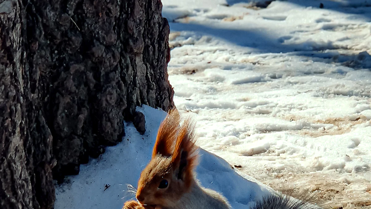 Supporting Squirrels in Winter