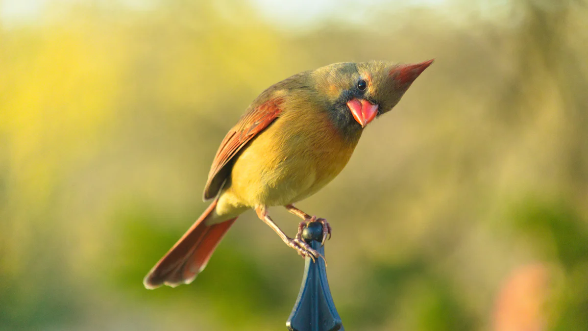 Offering Mealworms to Cardinals