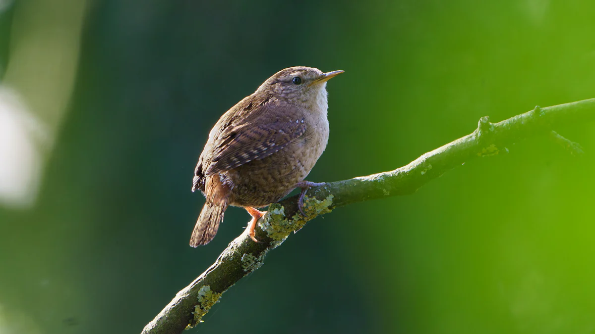 Why Wrens Love Mealworms