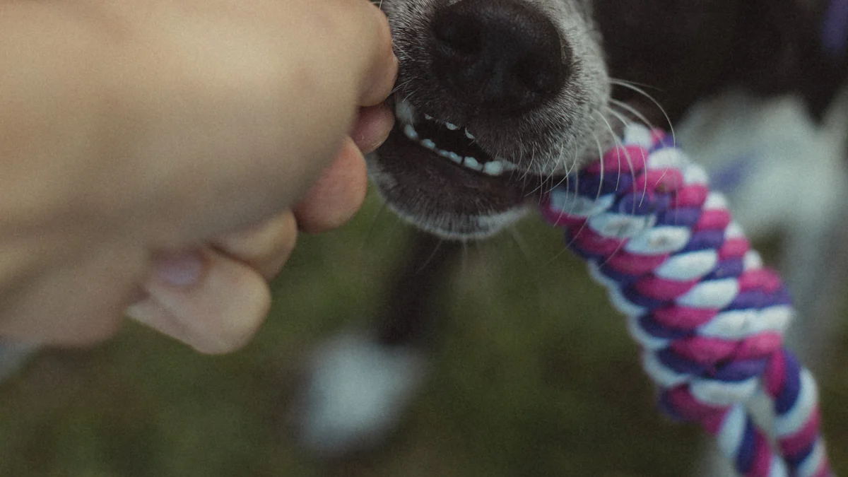 Why Your Dog Needs a Monkey Rope Toy