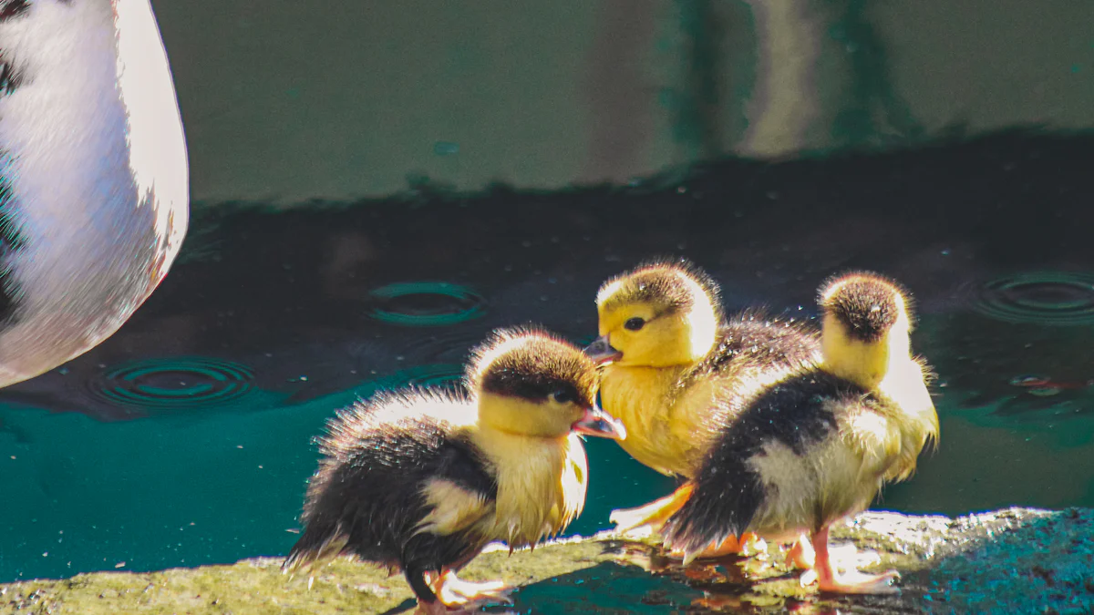 Can Ducks Eat Dried Mealworms Safely?