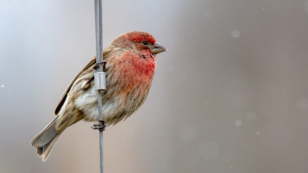 Happy Hen Treats Mealworms Dried For Birds