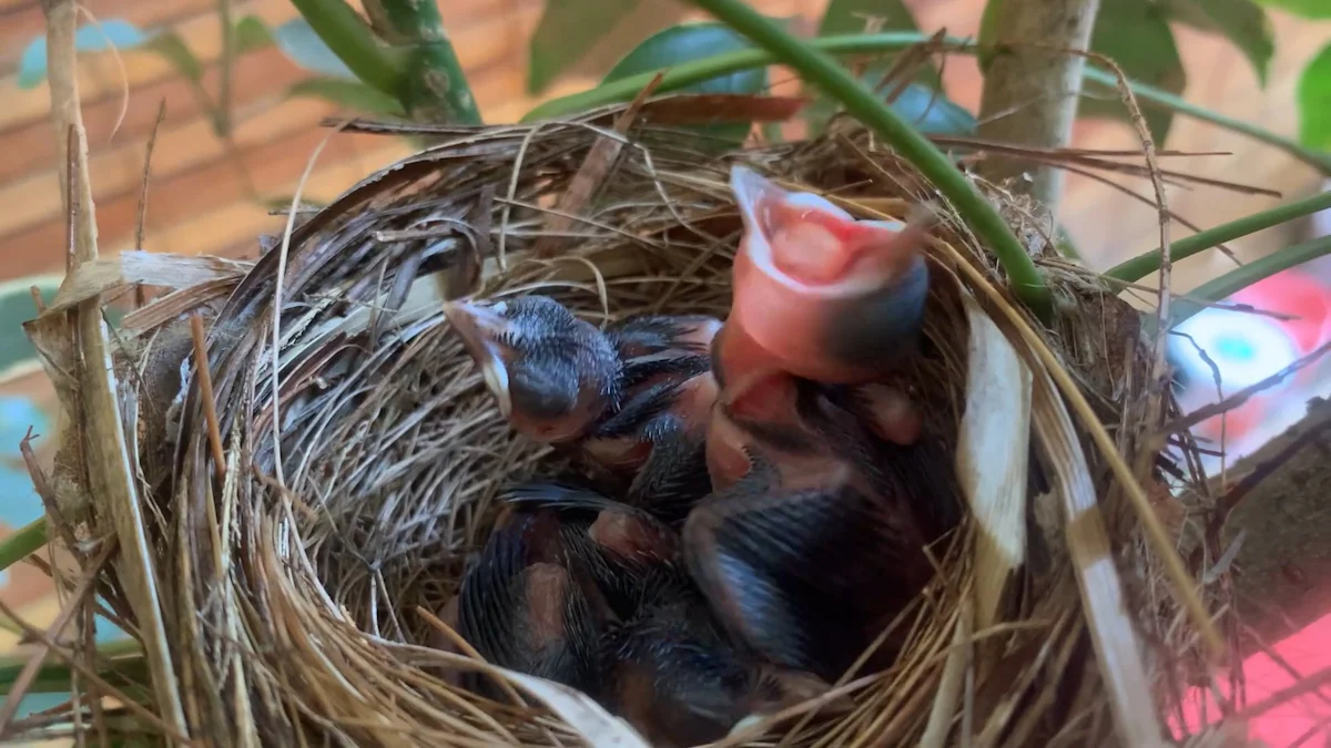 How to Feed Mealworms to Nestlings