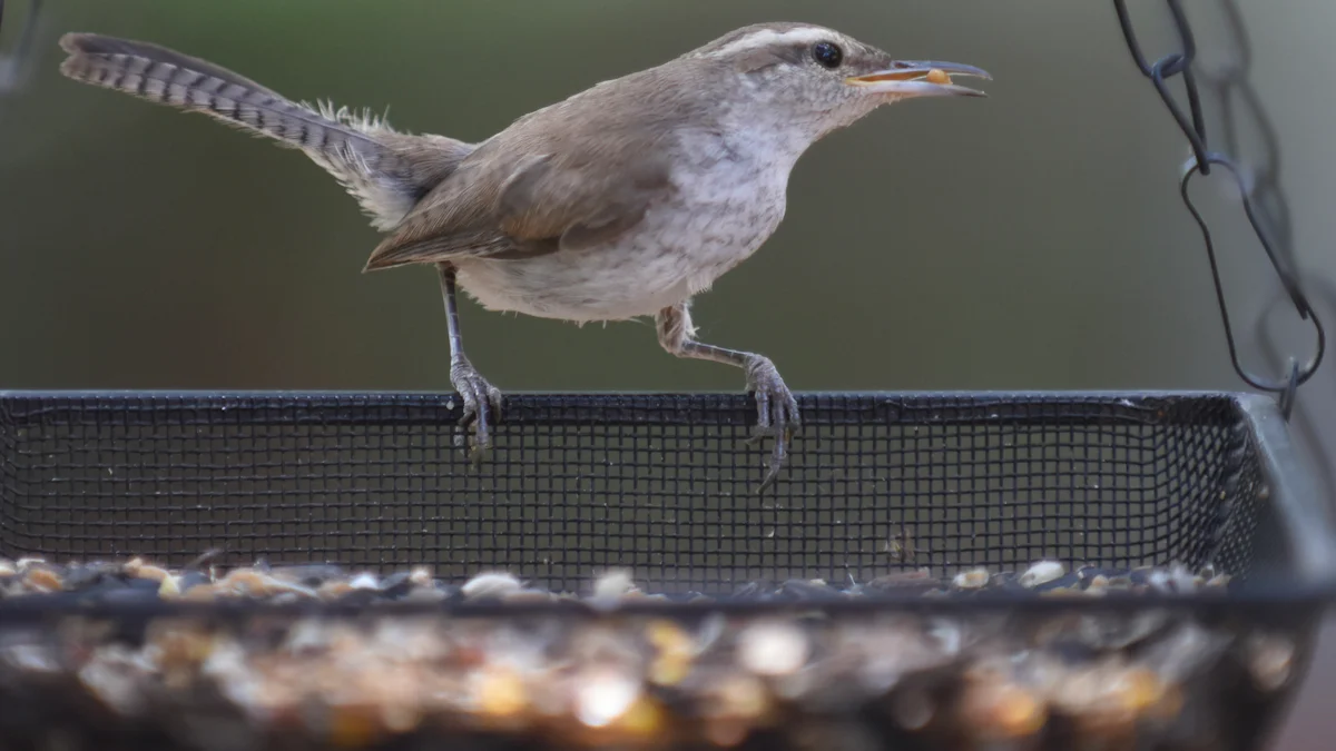 Bird Preferences