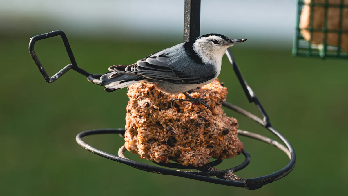 Dried Mealworm For Bird: A Protein-Packed Treat