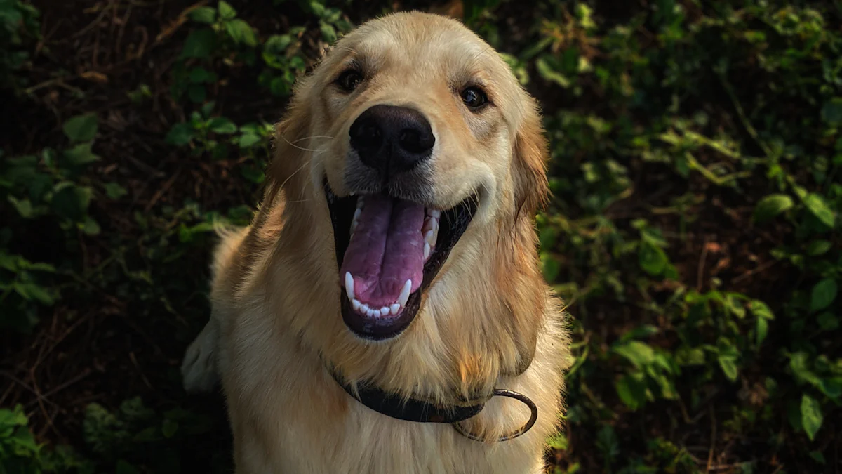 Dove praticare puppy yoga a Milano