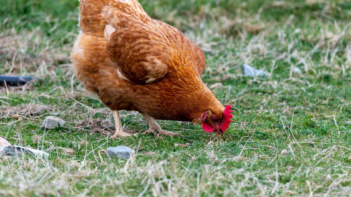 Tips for Feeding Happy Hen Mealworms