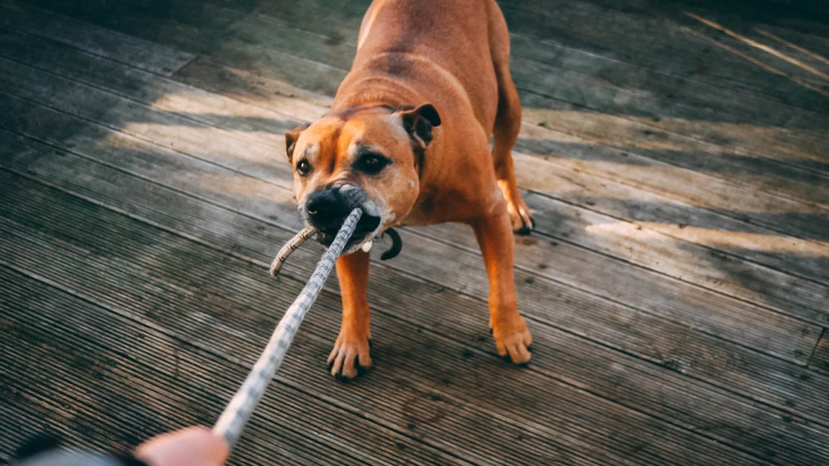 Maymun Halatlı Köpek Oyuncaklarını Kullanmaya İlişkin Güvenlik İpuçları