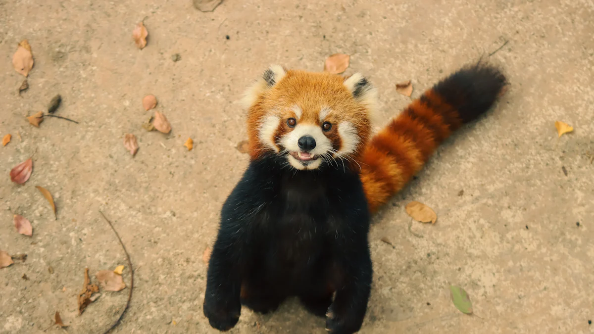 3 Fascinating Facts About Red Panda Babies