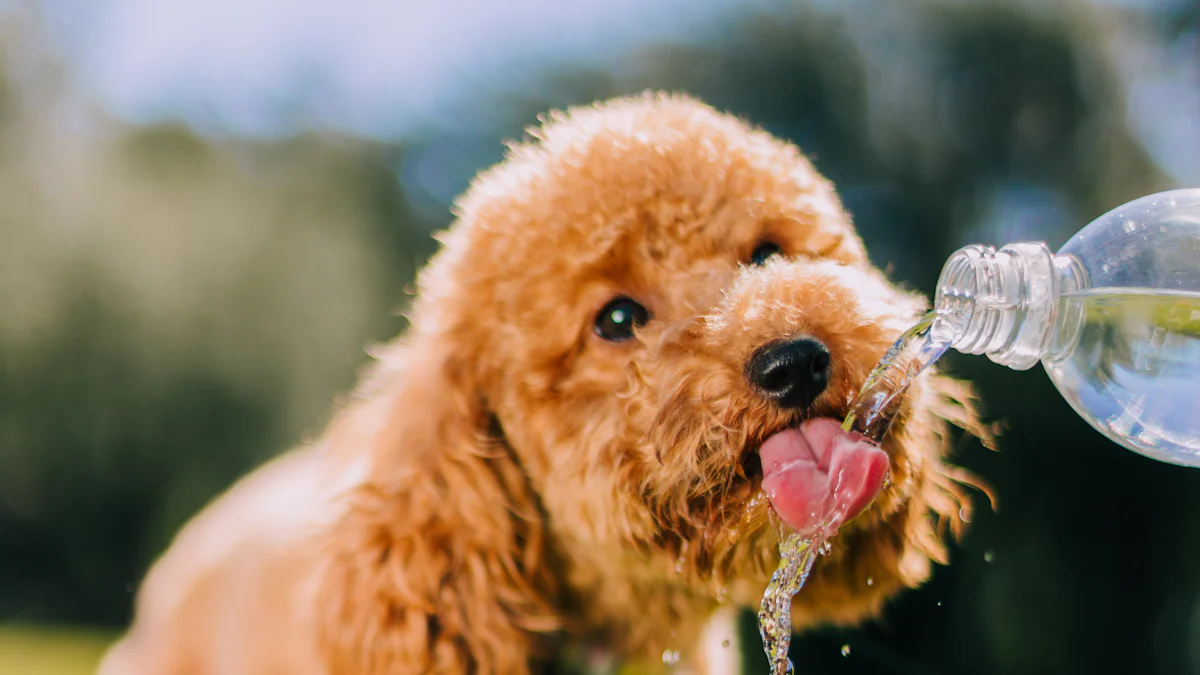 Su Şişesi Köpek Oyuncakları