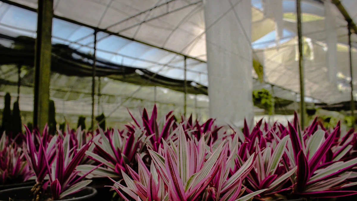 Light Requirements for Wandering Jew Plants
