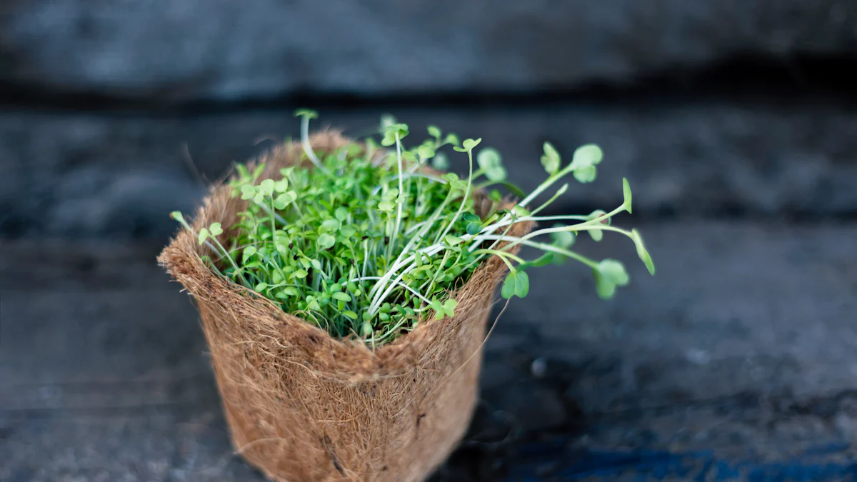 What You Need to Know About Microgreens Nutrition