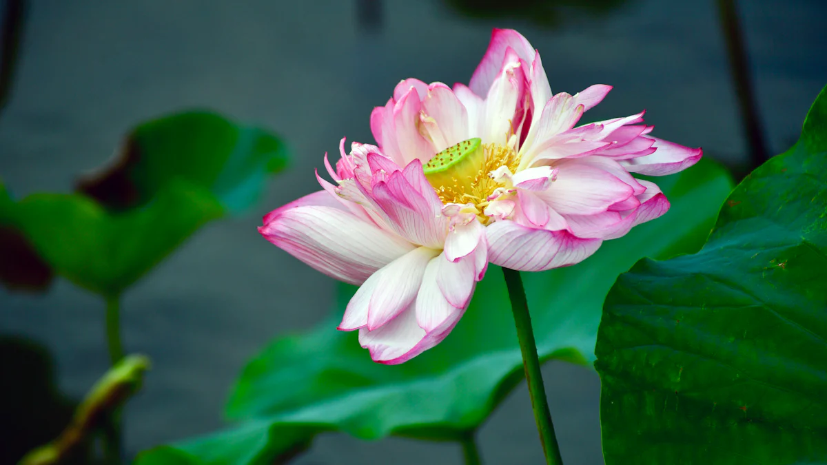 Colori del Fiore di Loto e i loro Significati