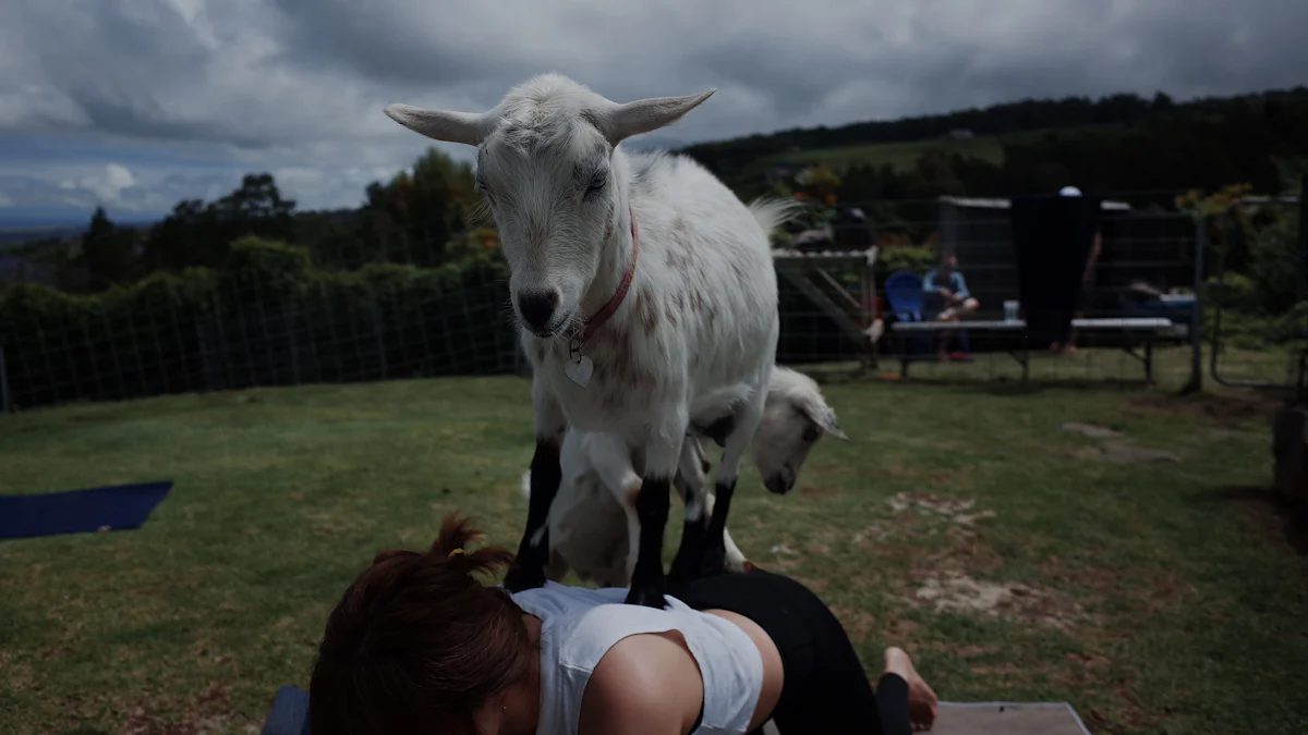 Come si svolge una sessione di Goat Yoga