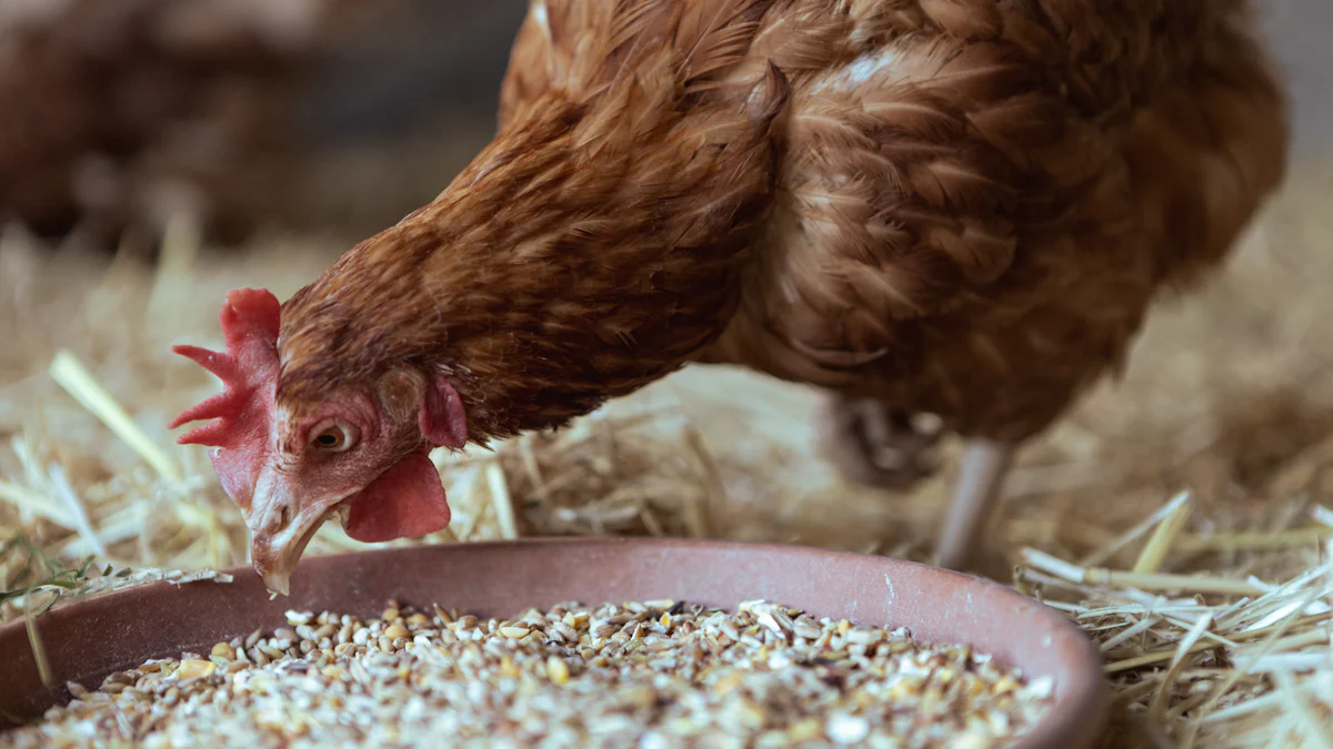 Why Black Soldier Fly Larvae Are Perfect for Chicken Feed