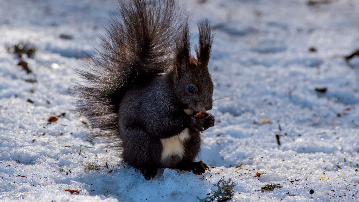 Squirrels' Winter Diet