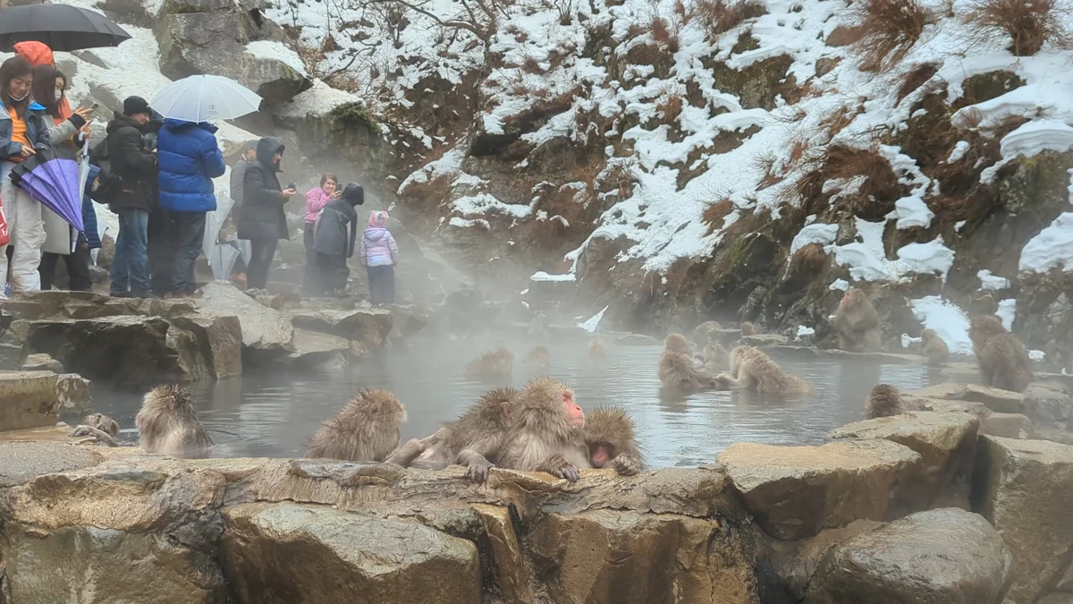 从大阪到白滨的自驾之旅：探索温泉与海洋的魅力