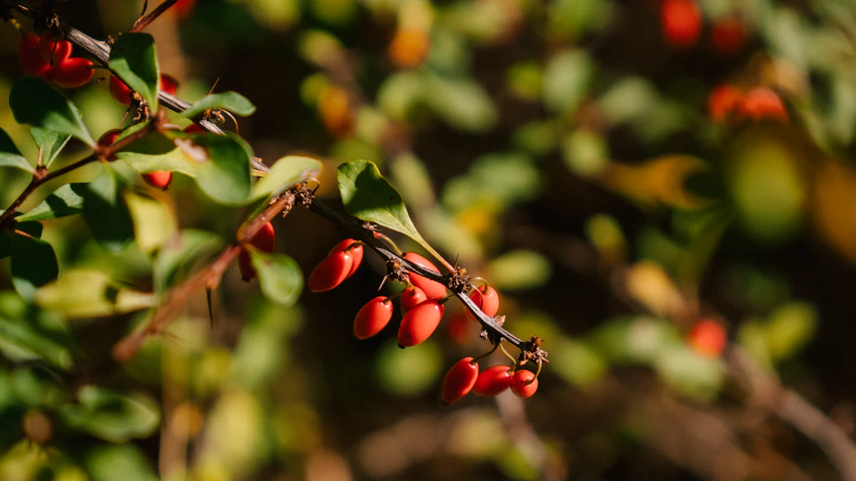 Health Benefits of Berberine