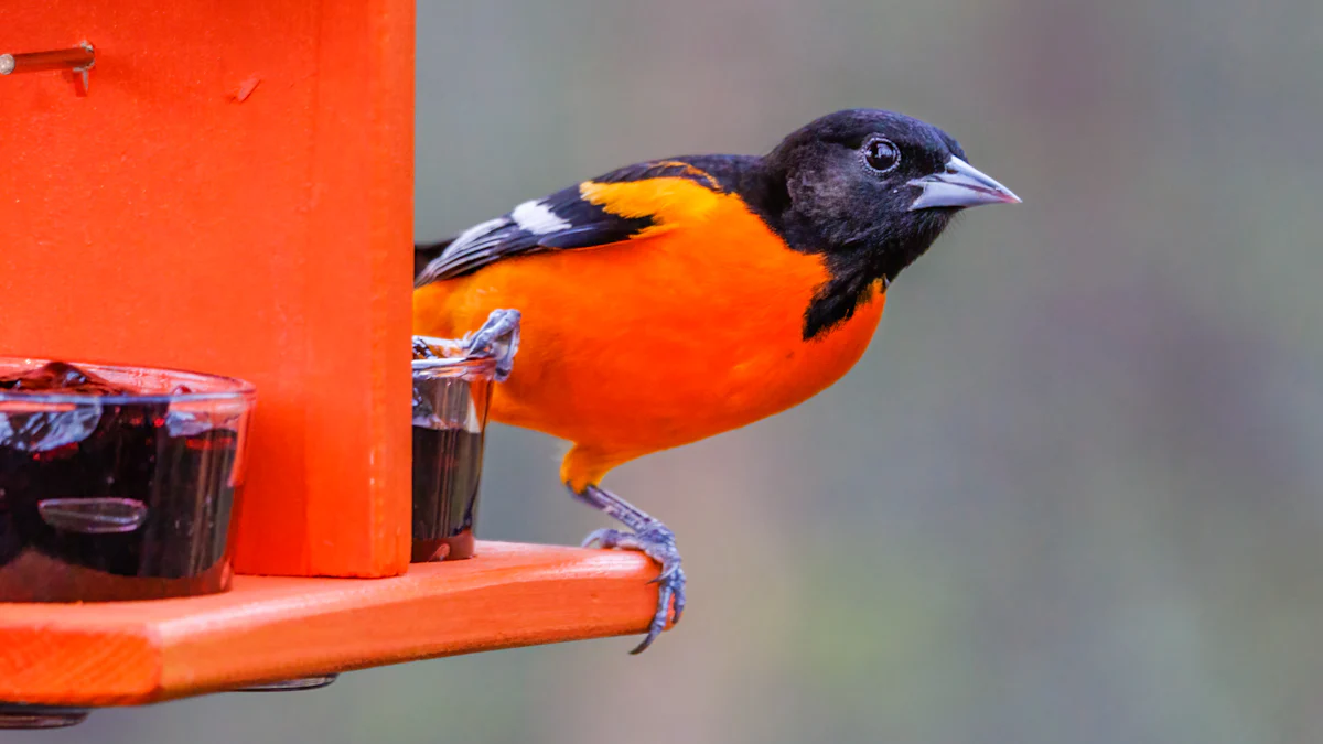 How to Feed Mealworms to Baltimore Orioles