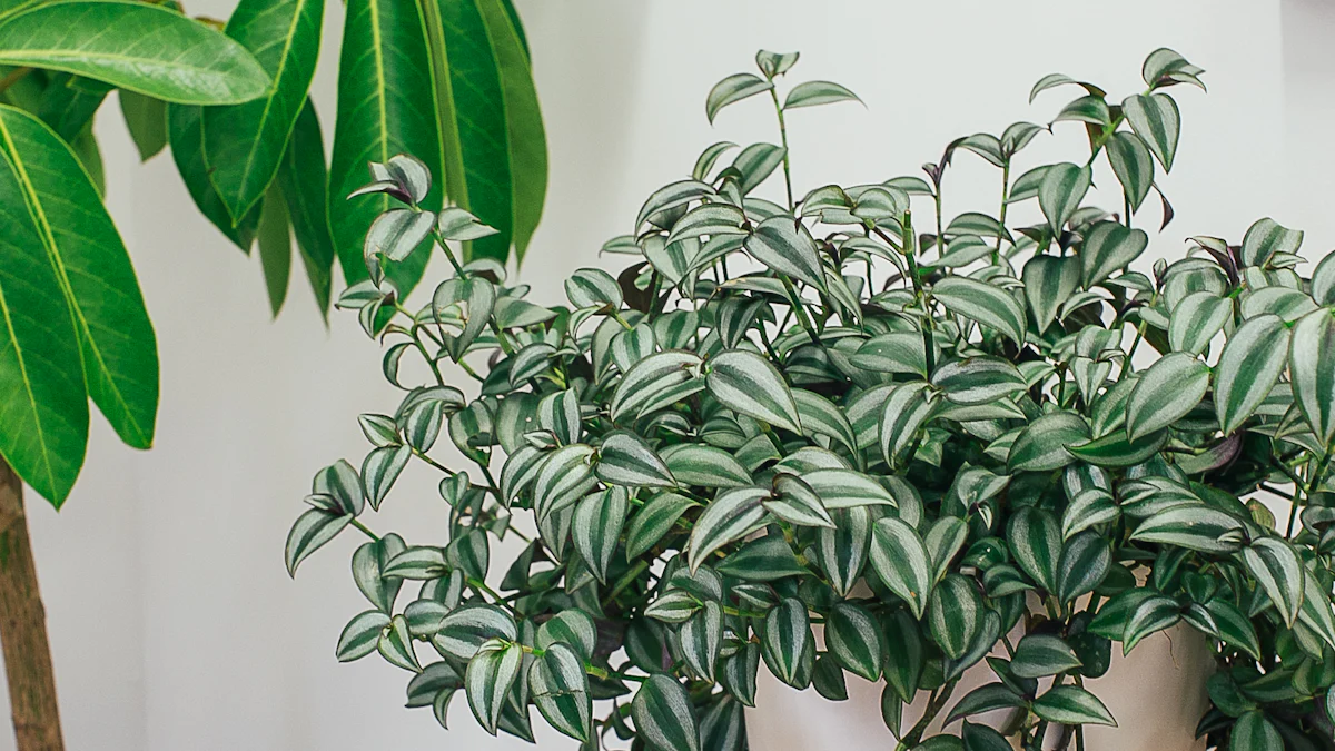 Propagation Tips for Tradescantia Zebrina