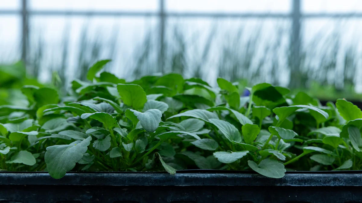 水培生菜种植中的问题及解决方案