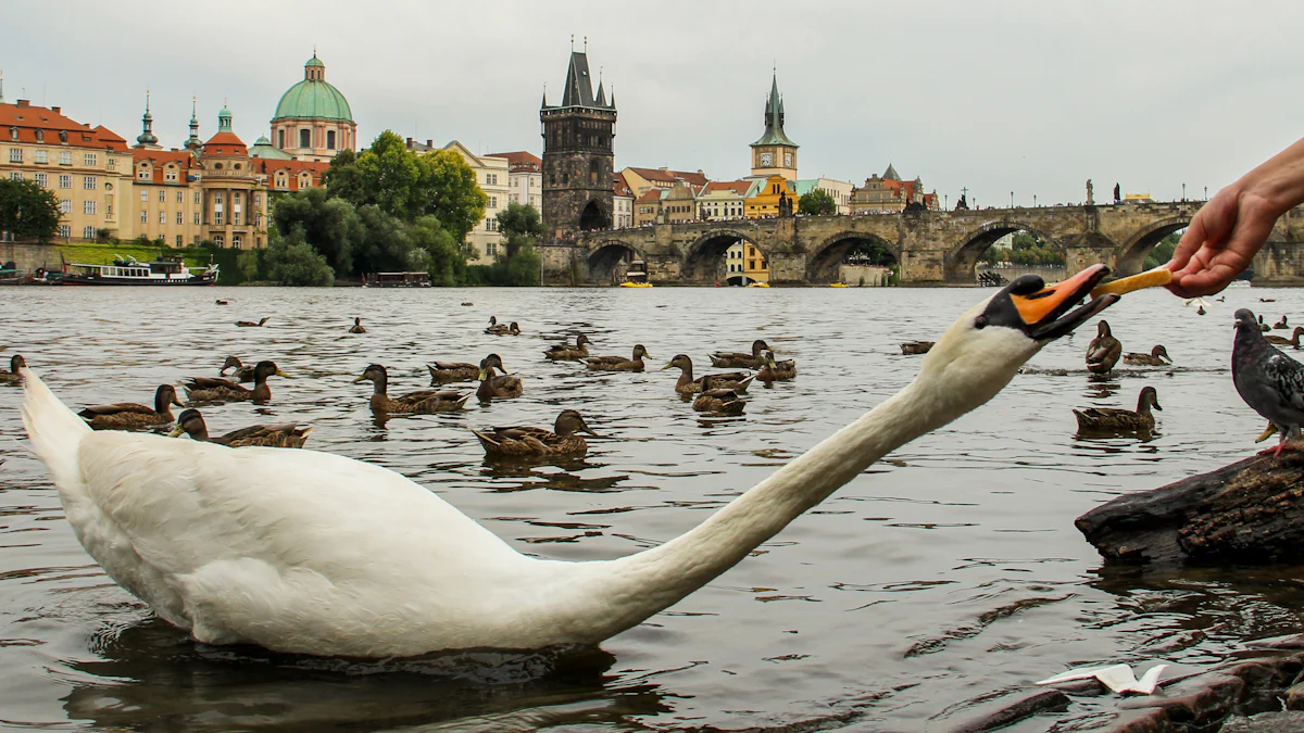 How to Feed Swans Mealworms