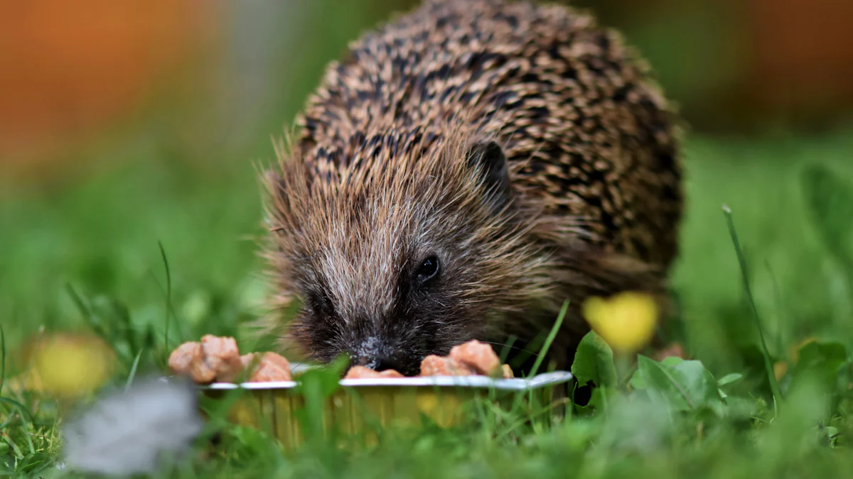 The Best Dried Insects for Hedgehogs