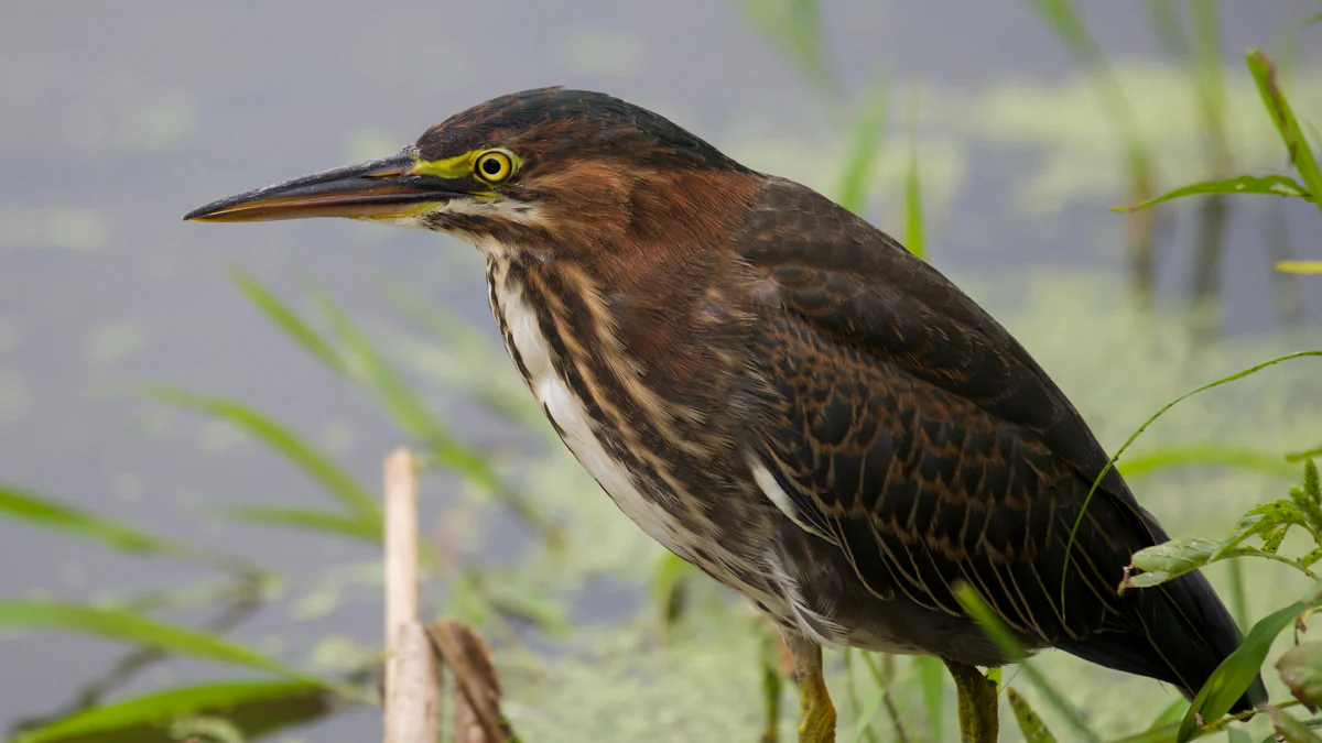 Physical Characteristics of the Bittern Bird