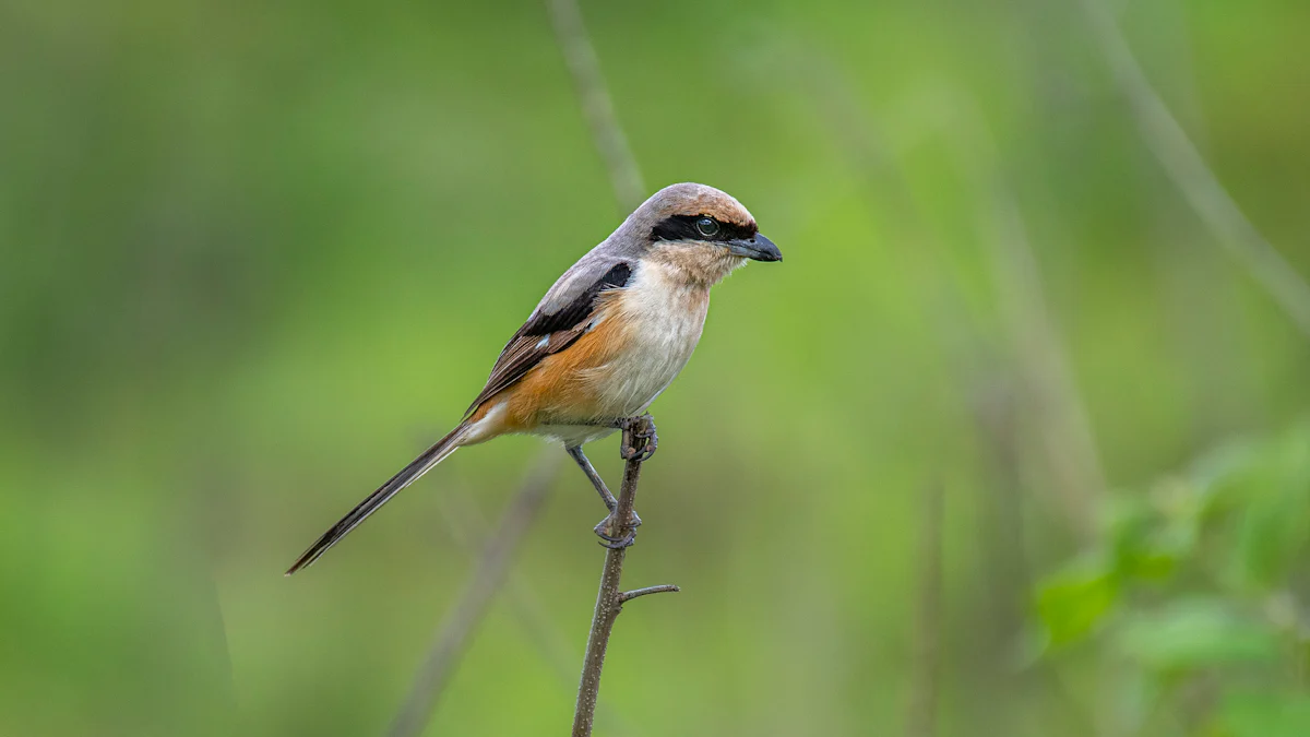 What You Need to Know About Feeding Dried Mealworms