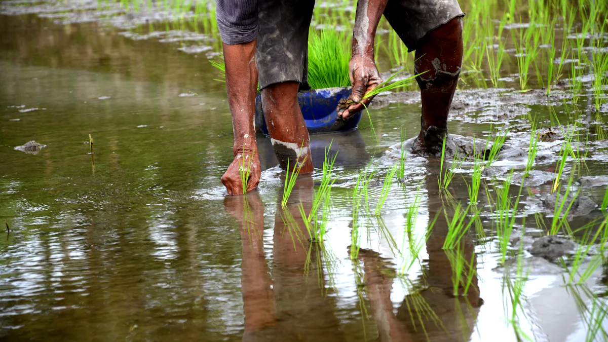 Zrozumienie mierników wilgotności ryżu