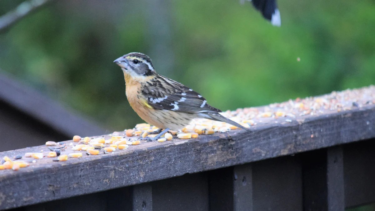 Comparing Dried and Live Mealworms for Wild Birds