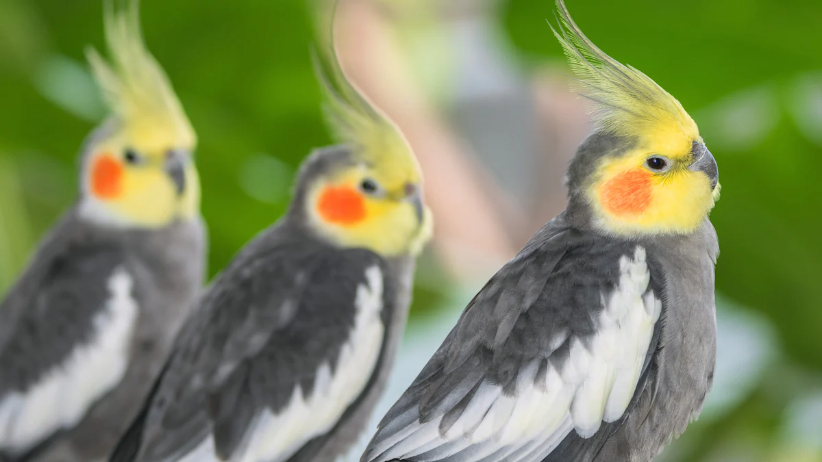 Feeding Guidelines for Cockatiels Dried Mealworms