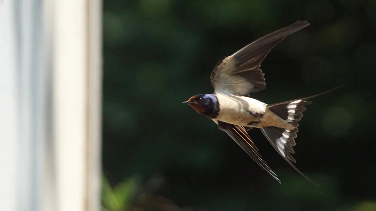 Alternative Food Options for Swallows