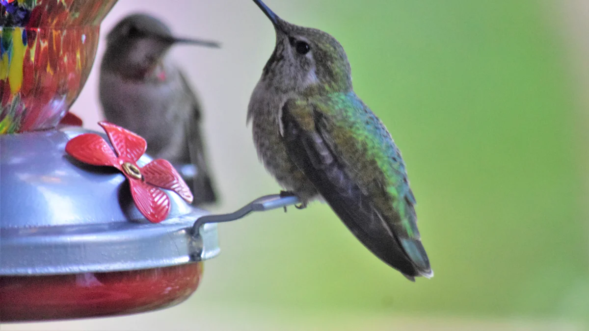 The Nutritional Power of Bulk Dried Mealworms