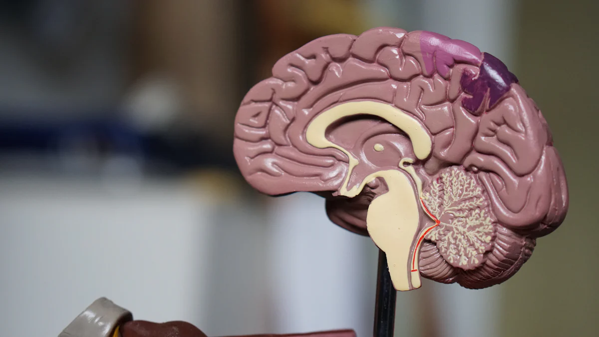 Les avantages d'utiliser Image Brain pour la mémoire