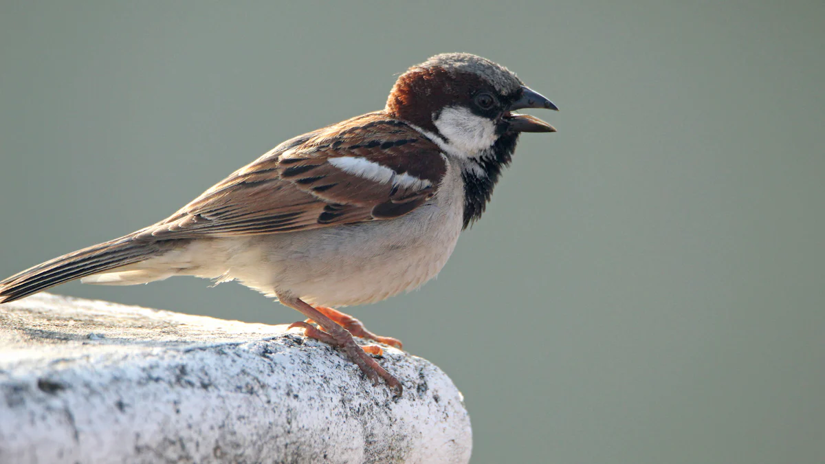 Habitat and Distribution