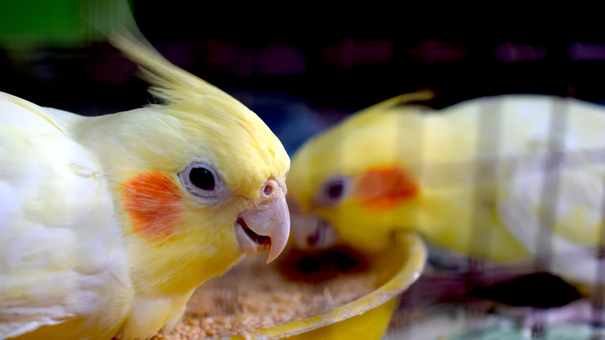 Can Cockatiels Eat Dried Mealworms Safely