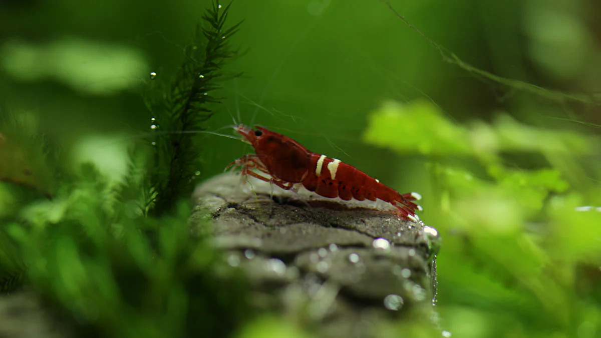 Allestimento dell'Acquario di gamberetti