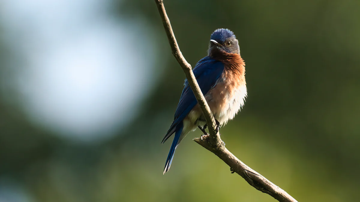 Types of Mealworms Bluebirds Love