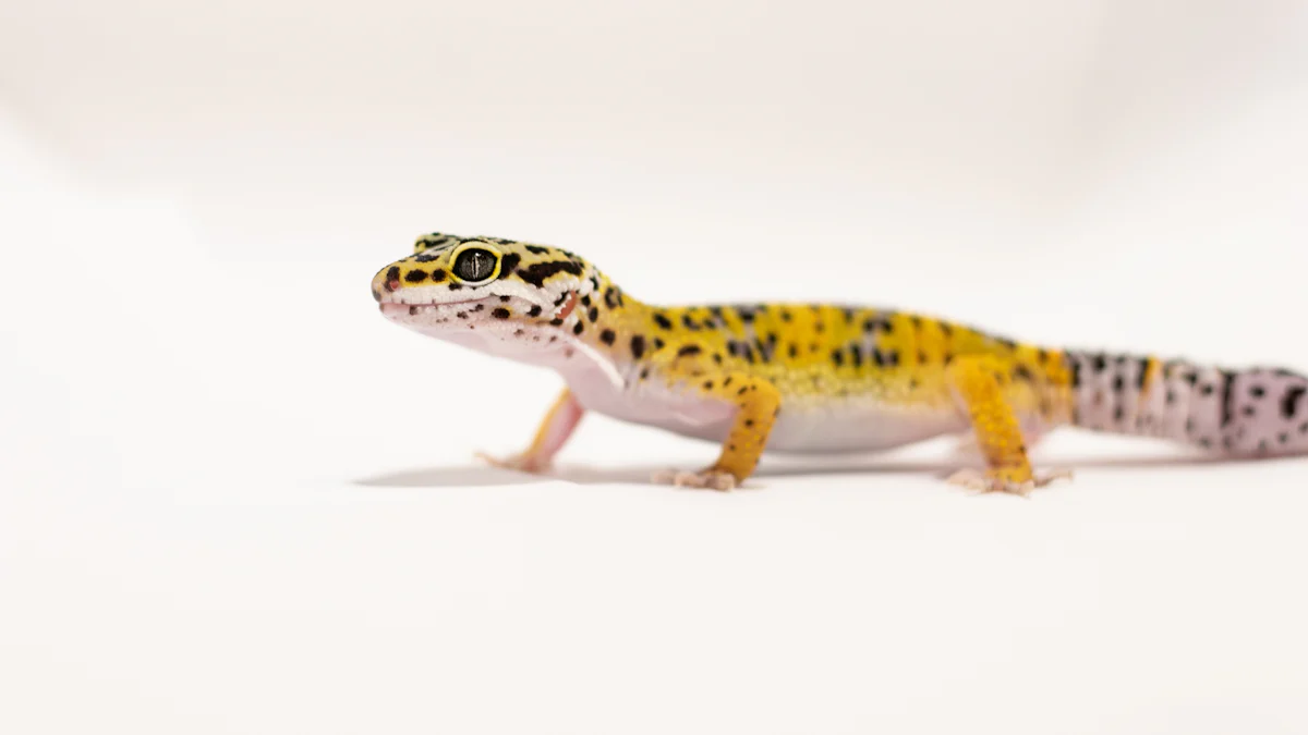 Recommended Quantity of Leopard Gecko Mealworms