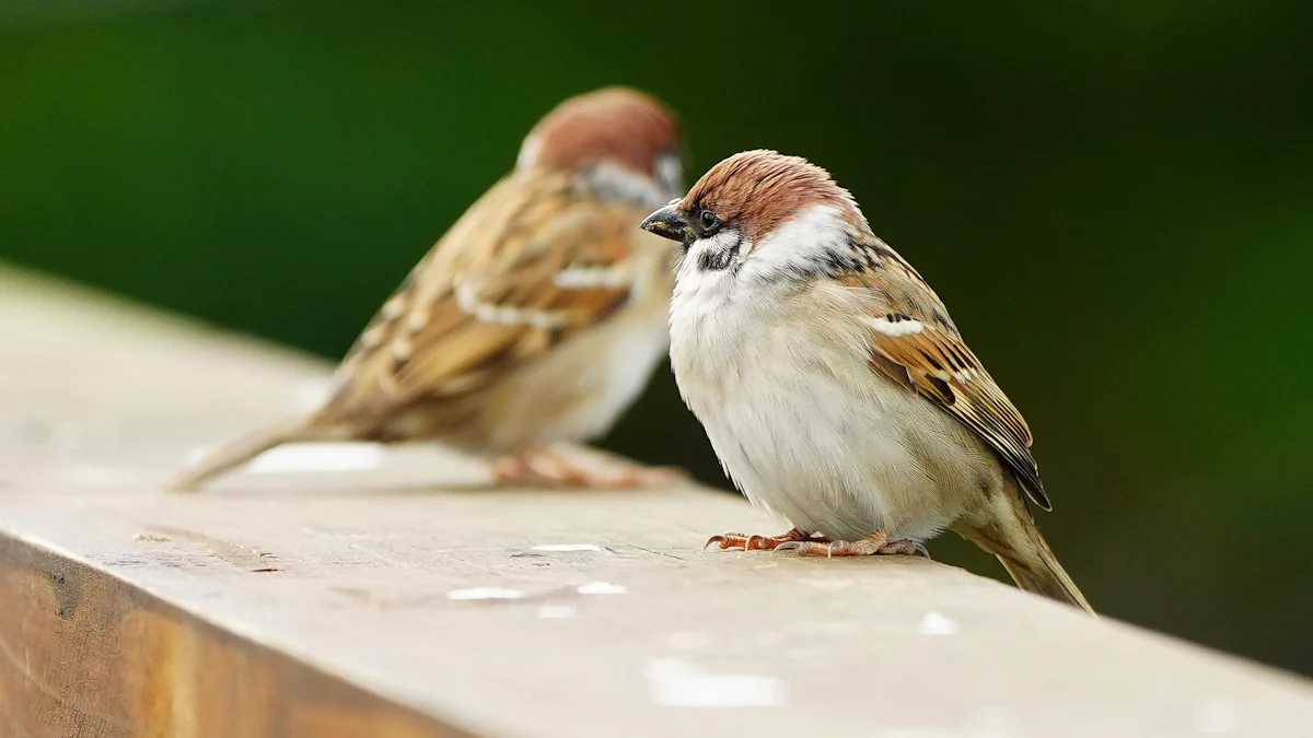 How to Feed Sparrows Dried Mealworms