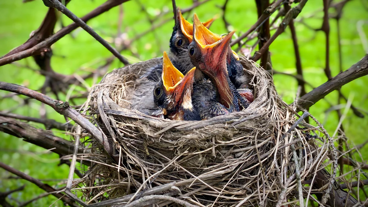 How to Offer Wren Food Mealworms