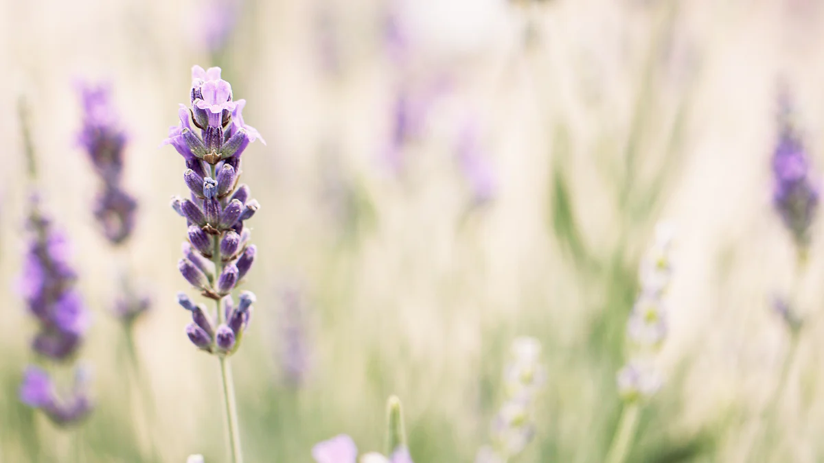 Healing Oils: Lavender Oil