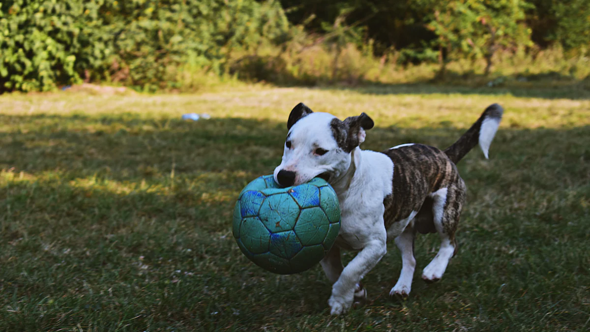 Tips for Buying Outdoor Dog Toys