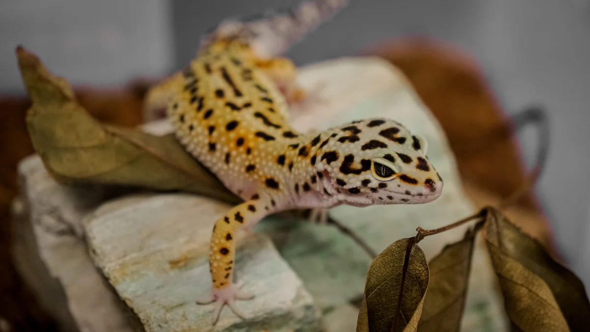 Tips for Feeding Black Soldier Fly Larvae to Leopard Geckos