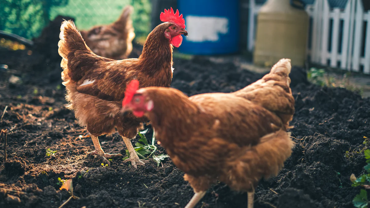 Nutritional Benefits of Black Fly Larvae For Chickens