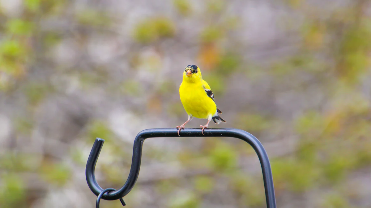 Nutritional Benefits of Dried Mealworms for Canaries